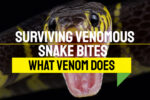 Surviving Snake Venom: Unraveling The Impact